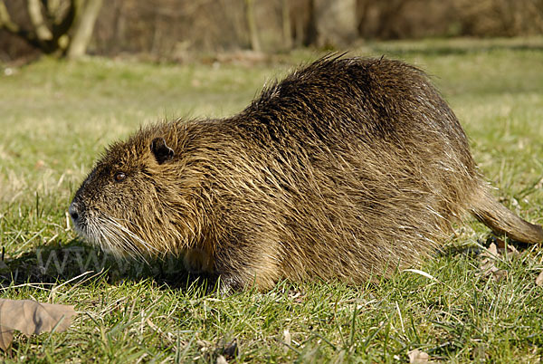 Nutria (Myocastor coypus)