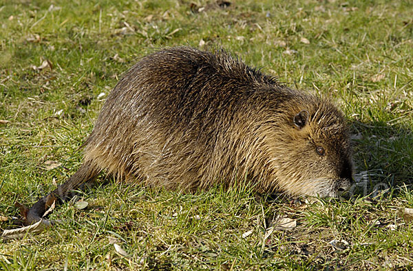 Nutria (Myocastor coypus)