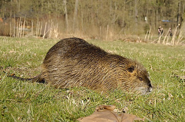 Nutria (Myocastor coypus)