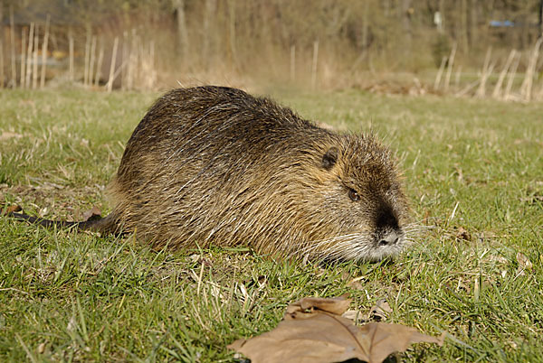 Nutria (Myocastor coypus)