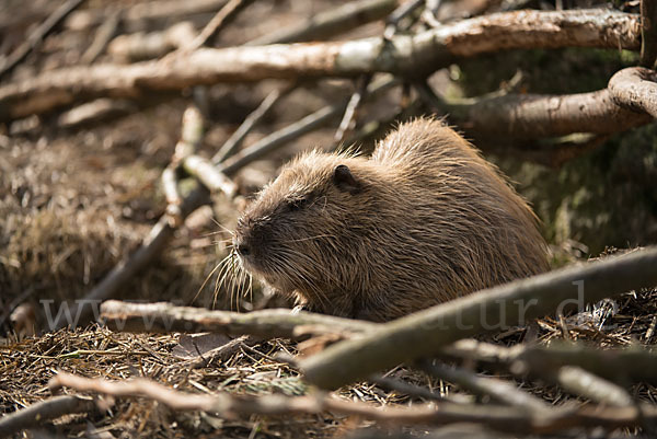 Nutria (Myocastor coypus)