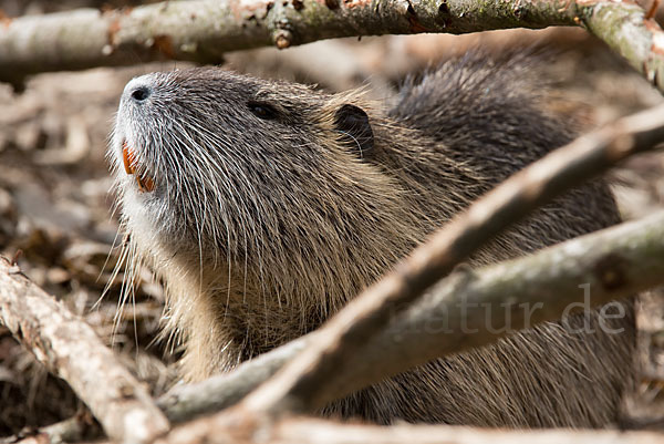 Nutria (Myocastor coypus)