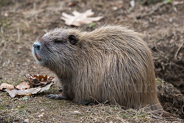 Nutria (Myocastor coypus)