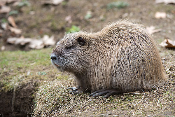 Nutria (Myocastor coypus)