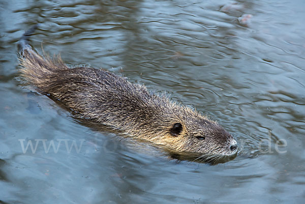 Nutria (Myocastor coypus)