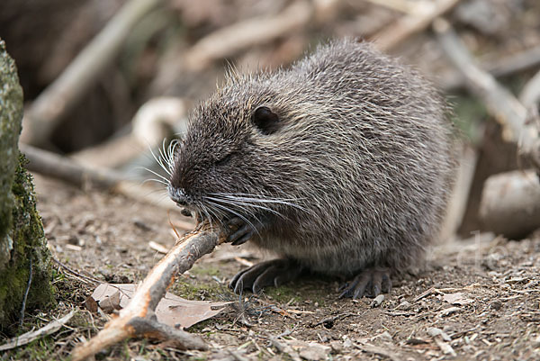 Nutria (Myocastor coypus)