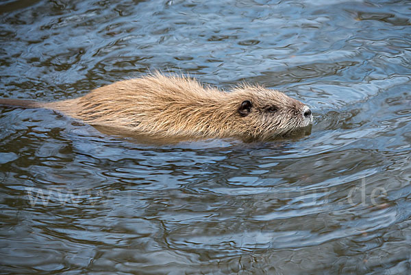 Nutria (Myocastor coypus)