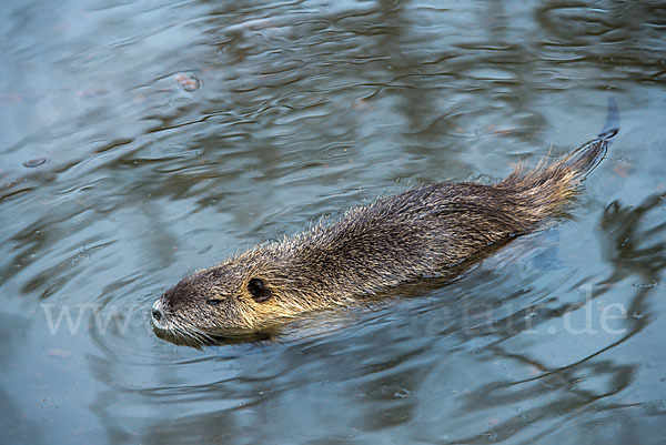 Nutria (Myocastor coypus)