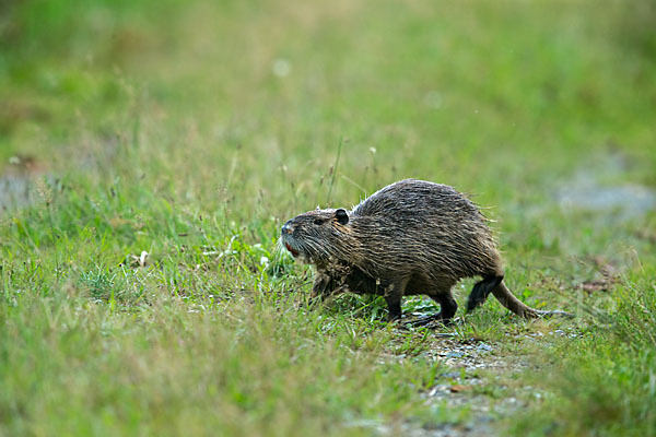 Nutria (Myocastor coypus)