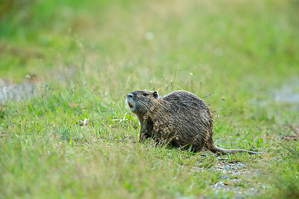 Nutria (Myocastor coypus)