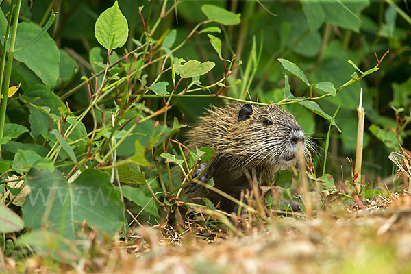 Nutria (Myocastor coypus)