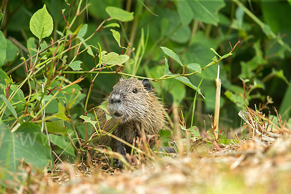 Nutria (Myocastor coypus)