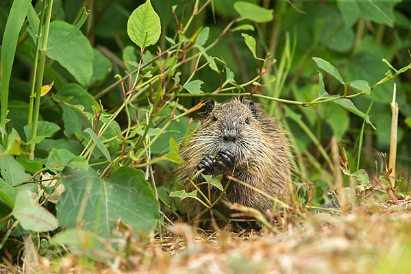 Nutria (Myocastor coypus)