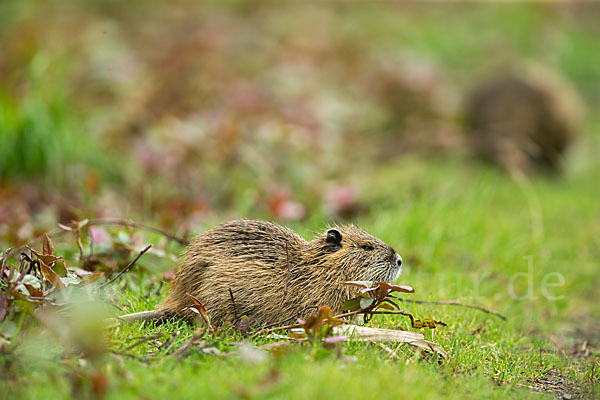 Nutria (Myocastor coypus)