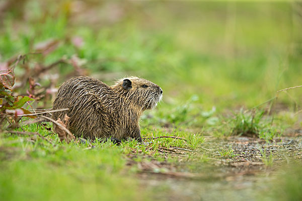 Nutria (Myocastor coypus)