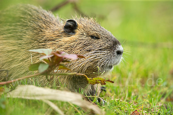 Nutria (Myocastor coypus)