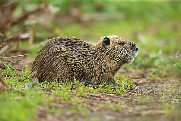 Nutria (Myocastor coypus)