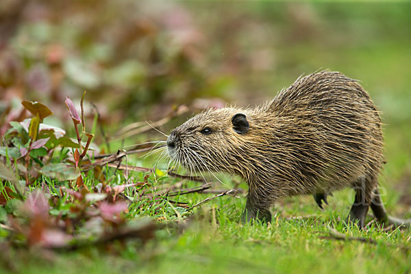 Nutria (Myocastor coypus)