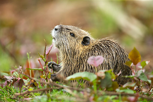 Nutria (Myocastor coypus)