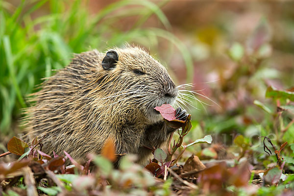 Nutria (Myocastor coypus)