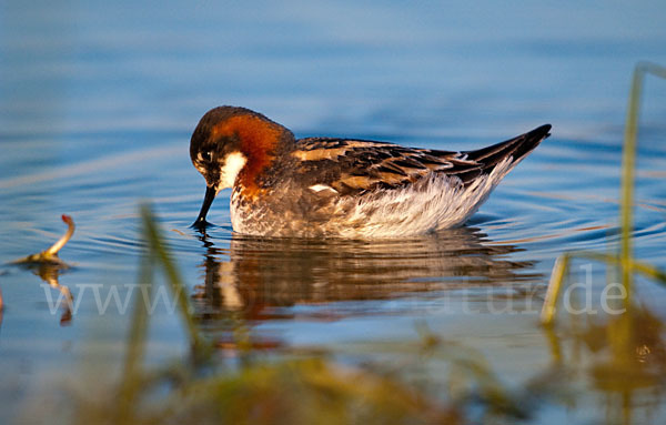 Odinshühnchen (Phalaropus lobatus)