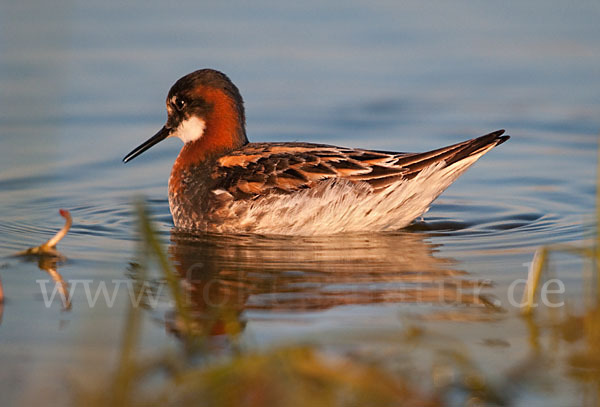 Odinshühnchen (Phalaropus lobatus)