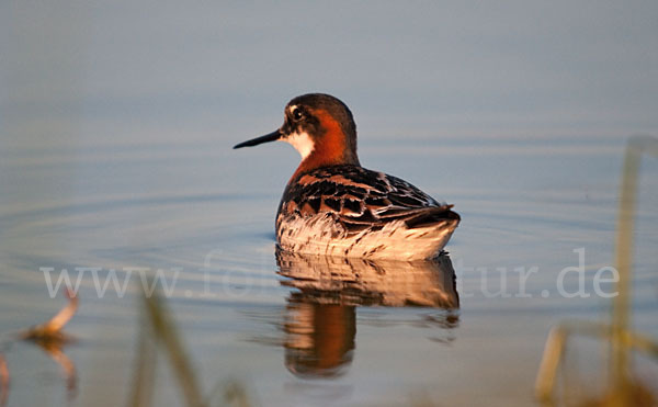 Odinshühnchen (Phalaropus lobatus)