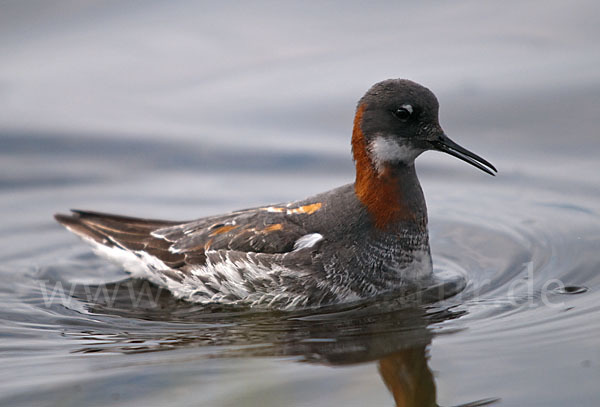 Odinshühnchen (Phalaropus lobatus)