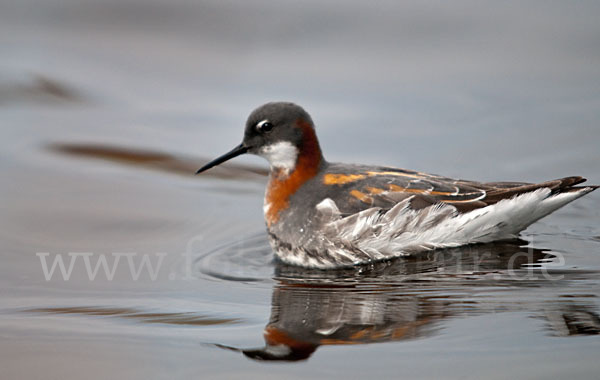 Odinshühnchen (Phalaropus lobatus)