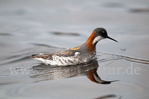 Odinshühnchen (Phalaropus lobatus)