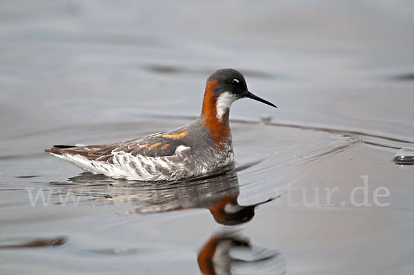 Odinshühnchen (Phalaropus lobatus)