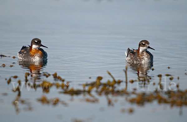 Odinshühnchen (Phalaropus lobatus)