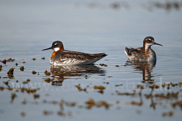 Odinshühnchen (Phalaropus lobatus)