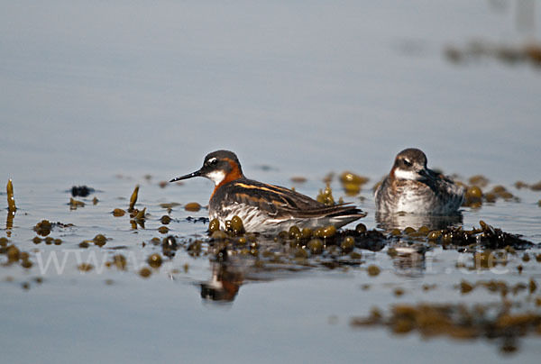 Odinshühnchen (Phalaropus lobatus)