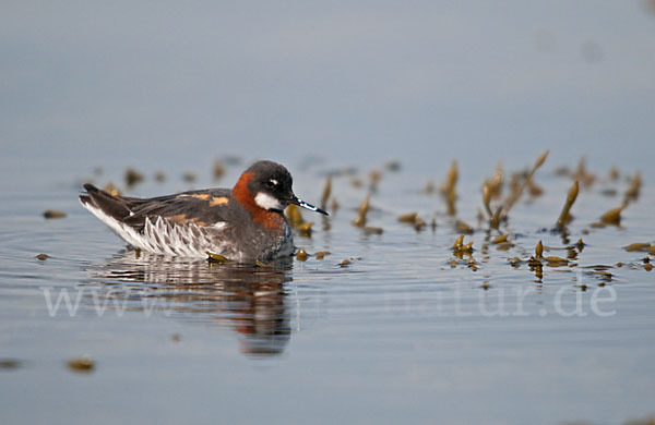 Odinshühnchen (Phalaropus lobatus)