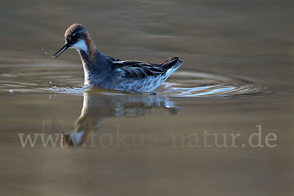 Odinshühnchen (Phalaropus lobatus)