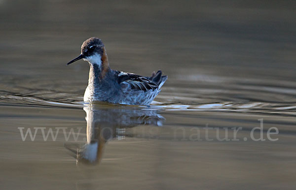 Odinshühnchen (Phalaropus lobatus)