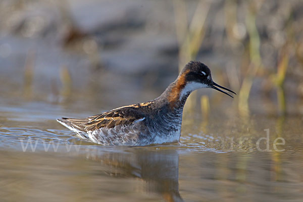 Odinshühnchen (Phalaropus lobatus)