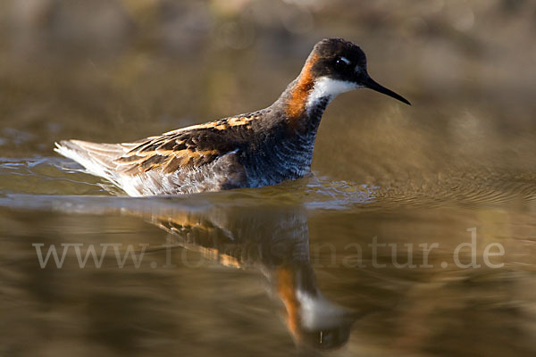 Odinshühnchen (Phalaropus lobatus)