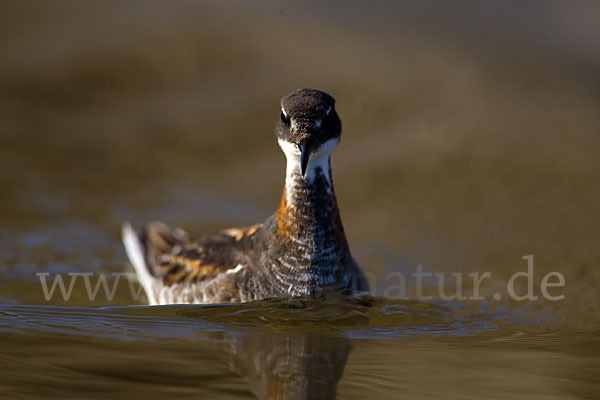 Odinshühnchen (Phalaropus lobatus)