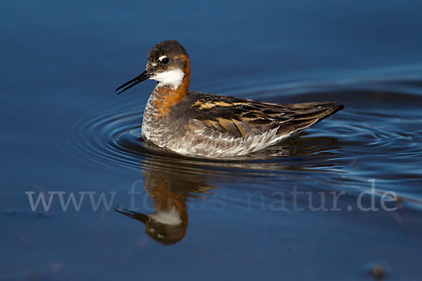 Odinshühnchen (Phalaropus lobatus)