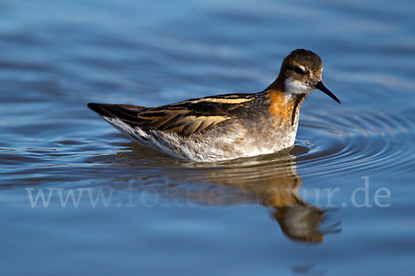 Odinshühnchen (Phalaropus lobatus)