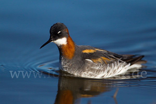 Odinshühnchen (Phalaropus lobatus)