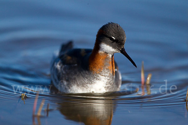 Odinshühnchen (Phalaropus lobatus)