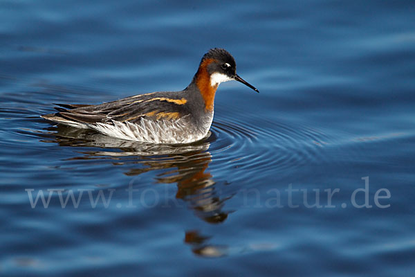 Odinshühnchen (Phalaropus lobatus)