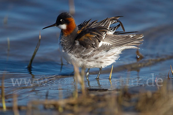 Odinshühnchen (Phalaropus lobatus)