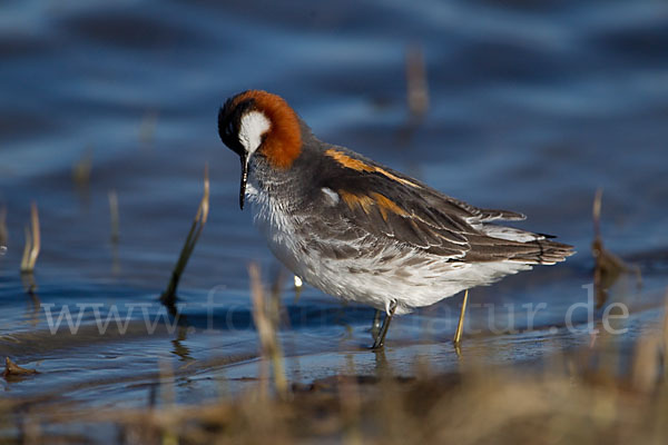 Odinshühnchen (Phalaropus lobatus)