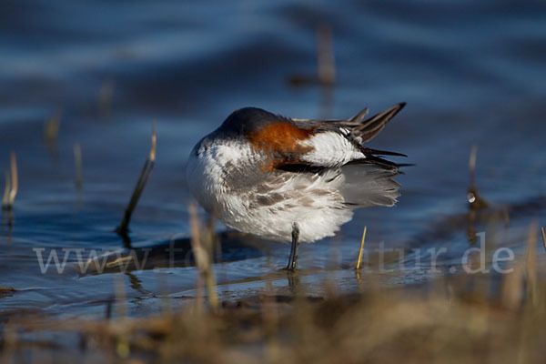 Odinshühnchen (Phalaropus lobatus)