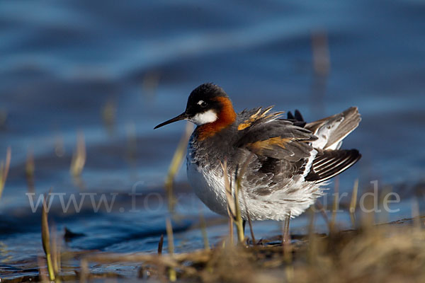 Odinshühnchen (Phalaropus lobatus)