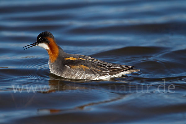 Odinshühnchen (Phalaropus lobatus)